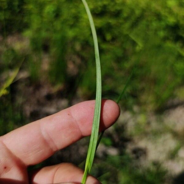 Carex pallescens Leaf