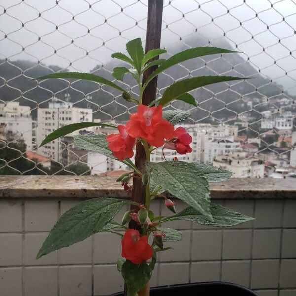 Impatiens balsamina Blad