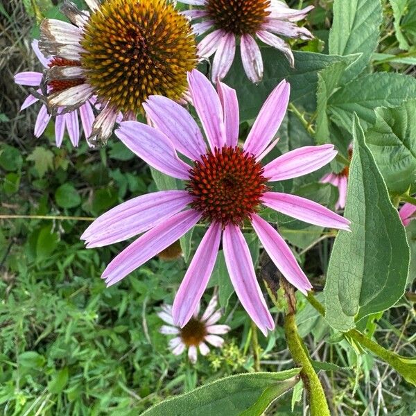 Echinacea angustifolia Flor