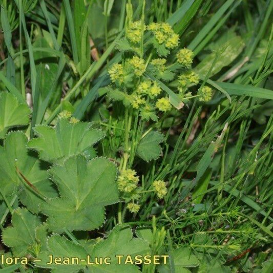 Alchemilla filicaulis ശീലം