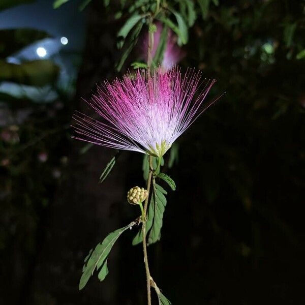 Calliandra surinamensis Virág