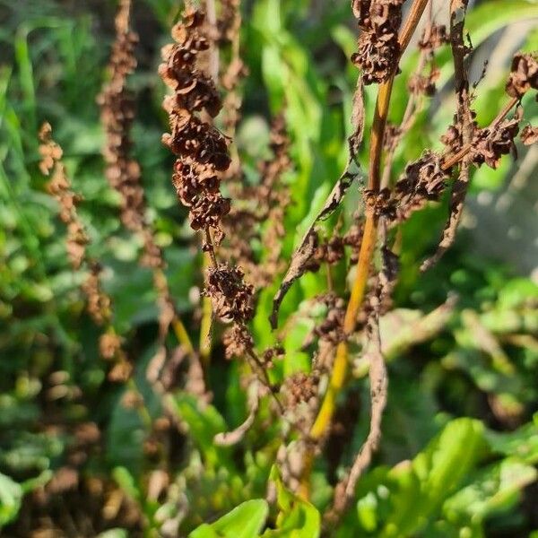 Rumex patientia Φρούτο