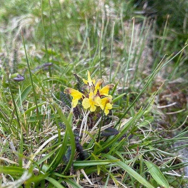 Pedicularis oederi Flower