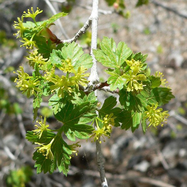 Acer glabrum Flower
