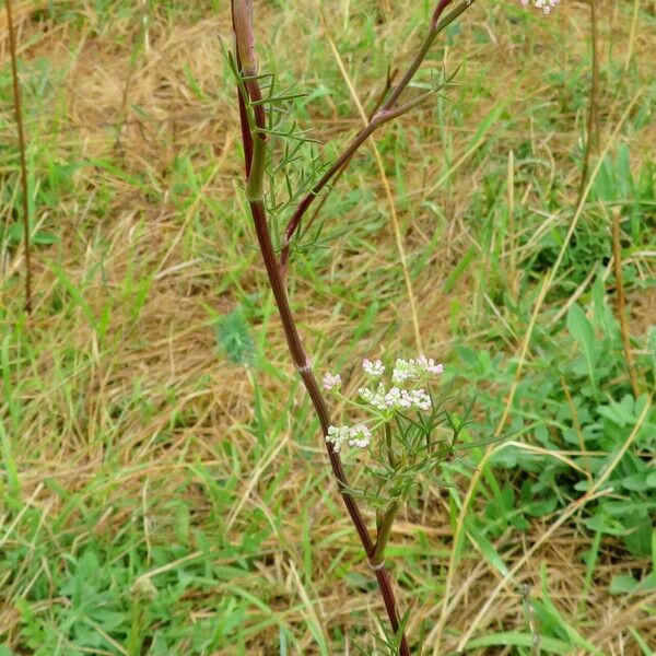 Seseli annuum Habitatea