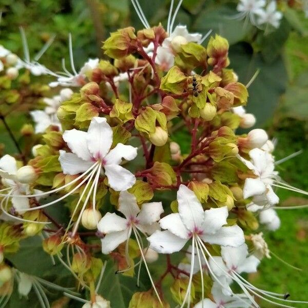 Clerodendrum indicum Λουλούδι