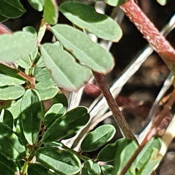 Indigofera brevicalyx Leaf
