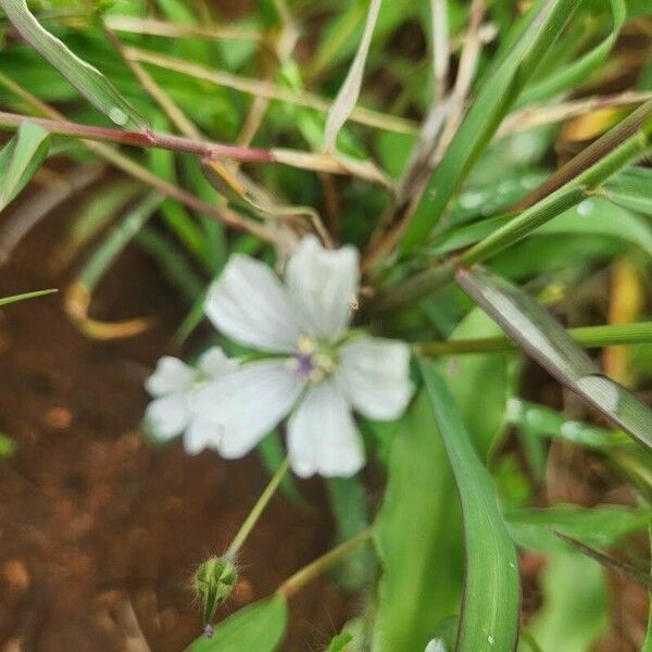 Monsonia angustifolia Fiore