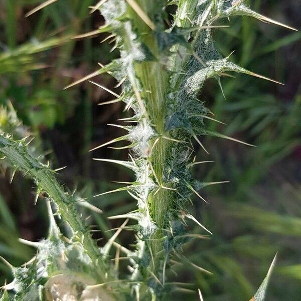 Carduus tenuiflorus Φλοιός