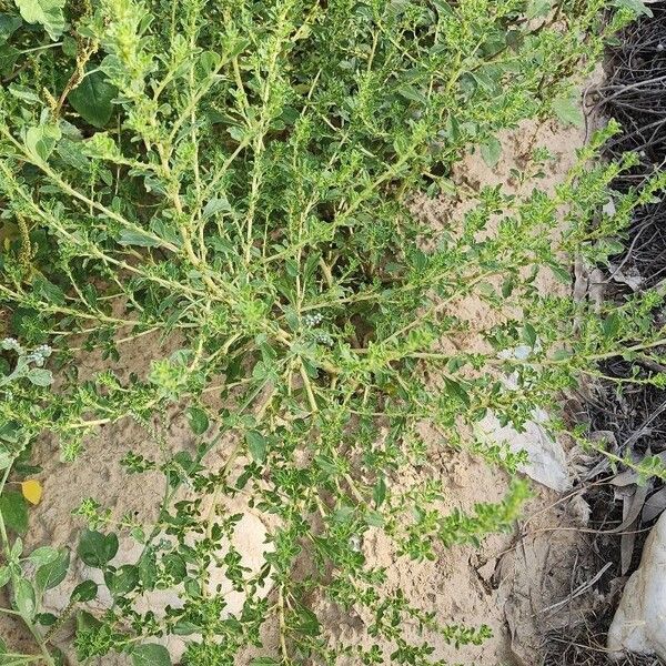 Amaranthus albus Other