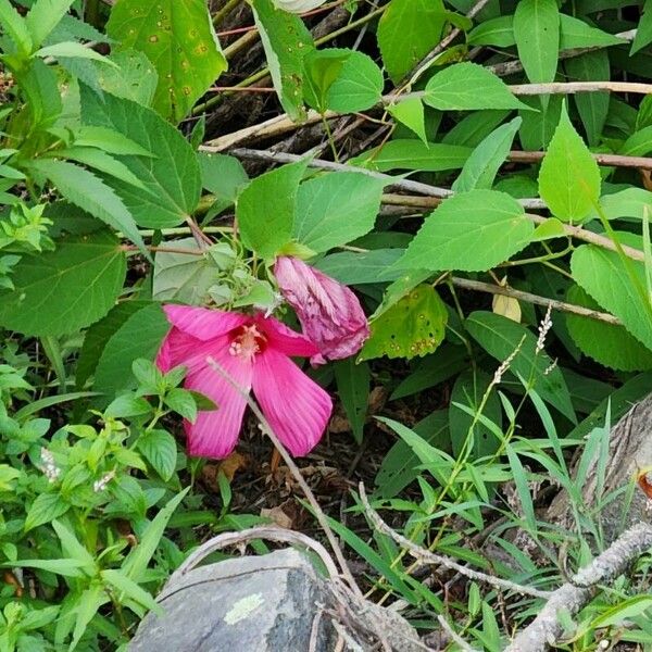 Hibiscus grandiflorus Frunză