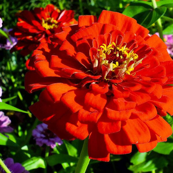 Zinnia peruviana Flower