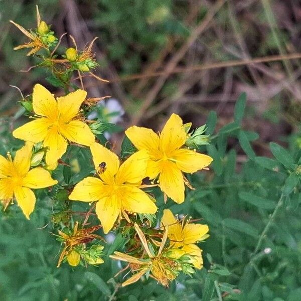 Hypericum perfoliatum फूल