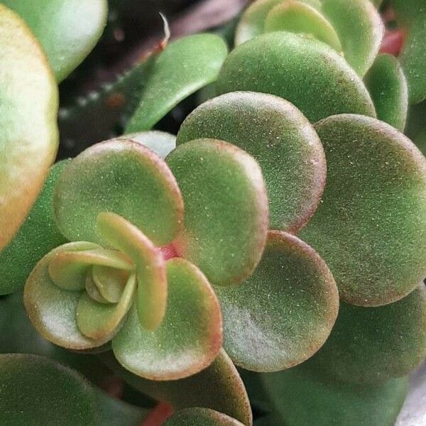 Sedum makinoi Leaf