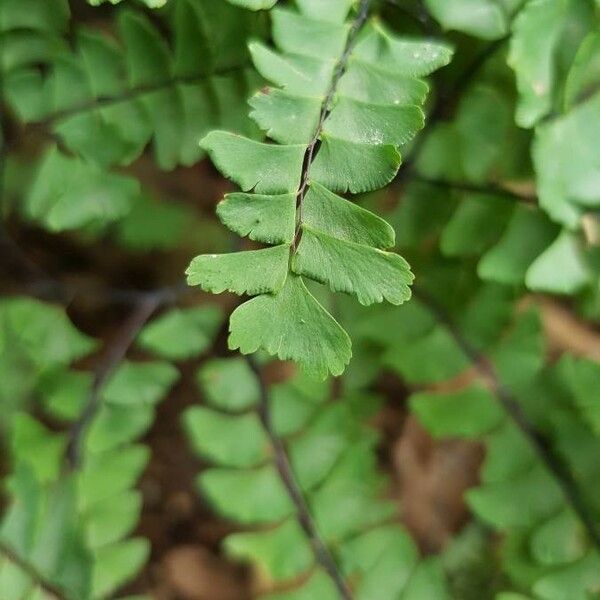 Adiantum pedatum Blad