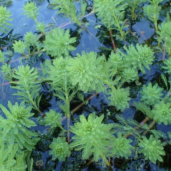 Myriophyllum aquaticum Habitat