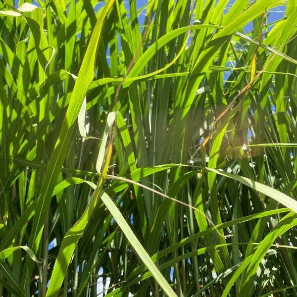 Miscanthus × longiberbis Leaf