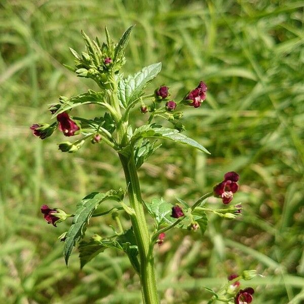 Scrophularia peregrina Flower