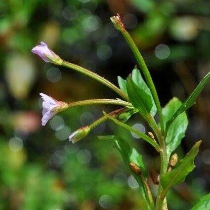 Epilobium hornemannii Habitat