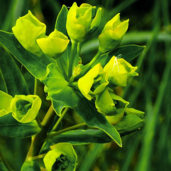 Euphorbia amygdaloides 葉