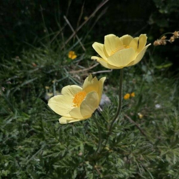 Pulsatilla alpina Flor