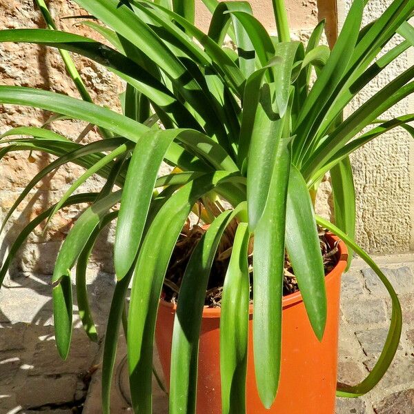 Agapanthus umbellatus Blatt