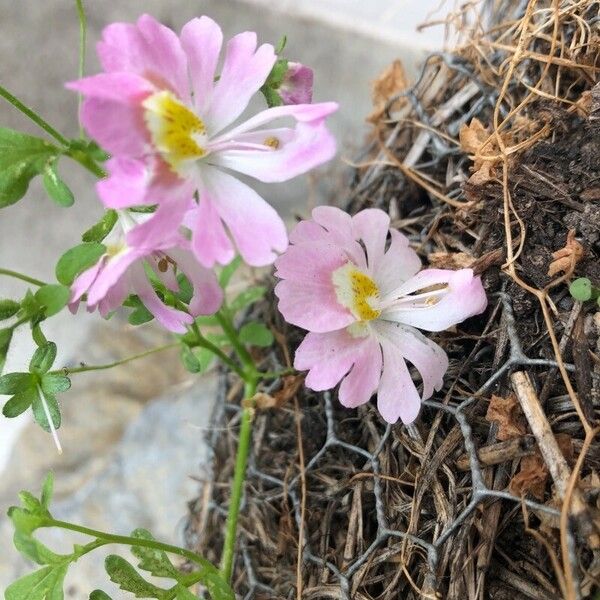 Schizanthus pinnatus Flower