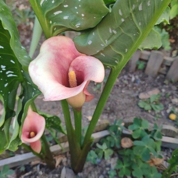 Zantedeschia rehmannii ᱵᱟᱦᱟ