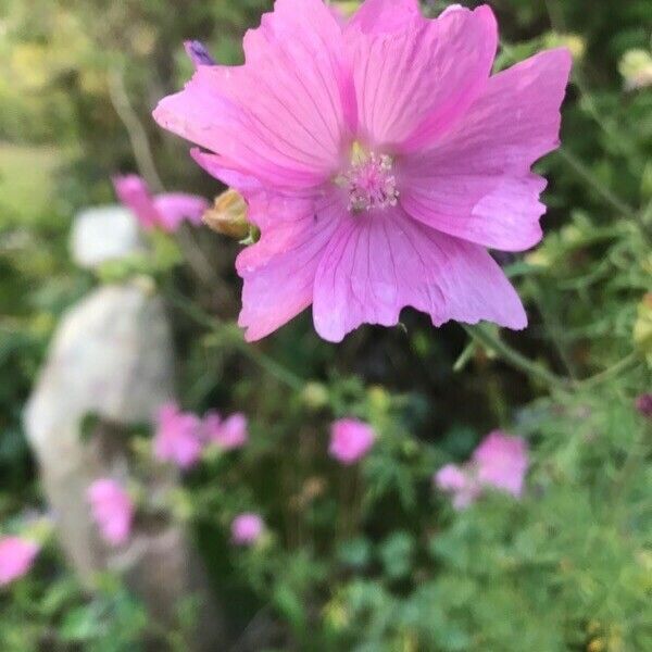 Malva moschata 花