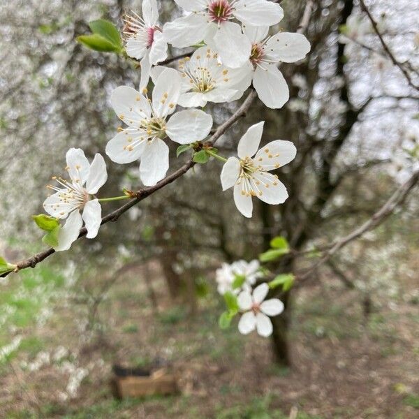 Prunus cerasus Flower