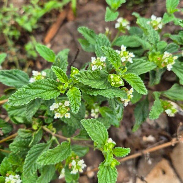 Lippia javanica Vivejo