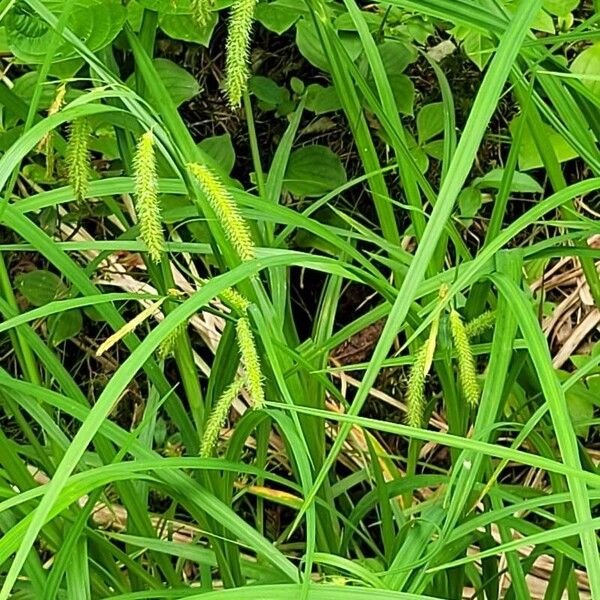 Carex crinita Flower