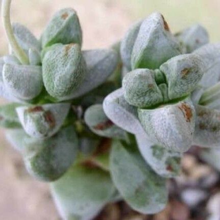 Crassula deceptor Leaf