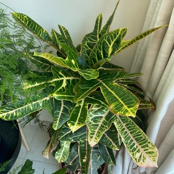 Codiaeum variegatum Blad