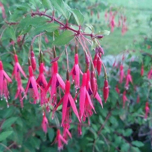 Fuchsia magellanica Flor