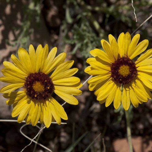 Gaillardia pinnatifida Flors