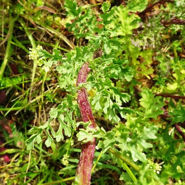 Jacobaea vulgaris পাতা
