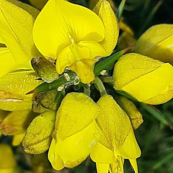 Ulex europaeus Flower