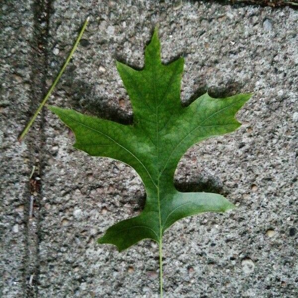 Quercus palustris Folha