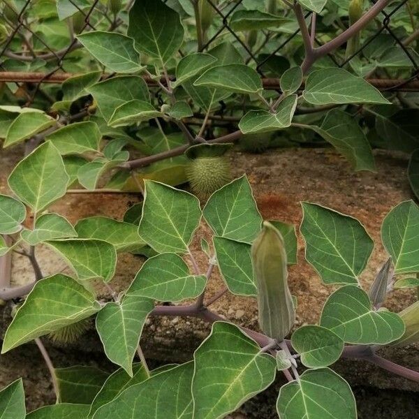 Datura innoxia Vaisius