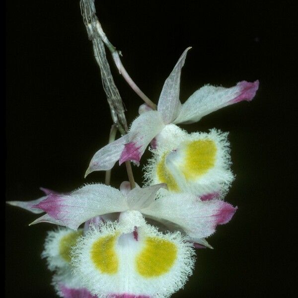 Dendrobium devonianum 花