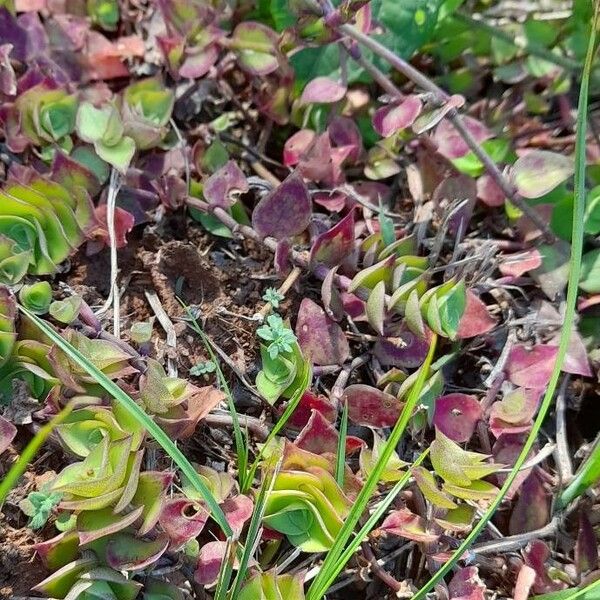 Callisia repens Buveinė