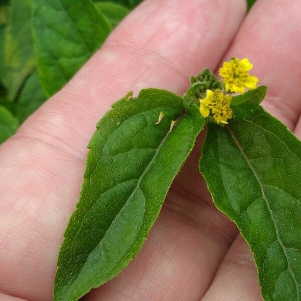 Synedrella nodiflora Květ