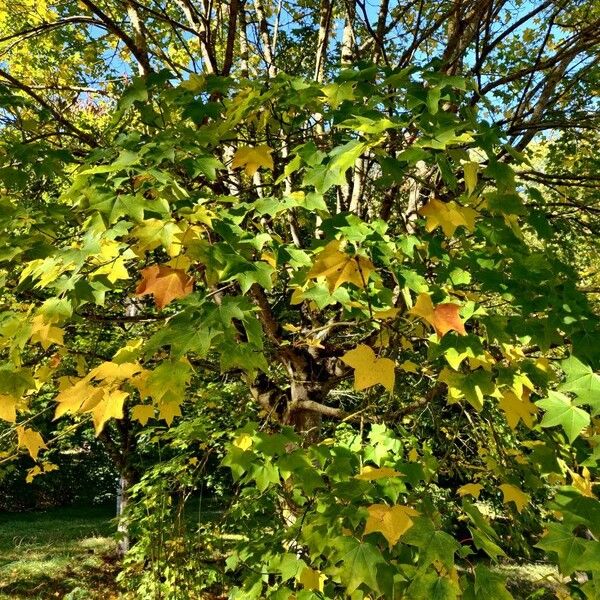 Acer cappadocicum Other