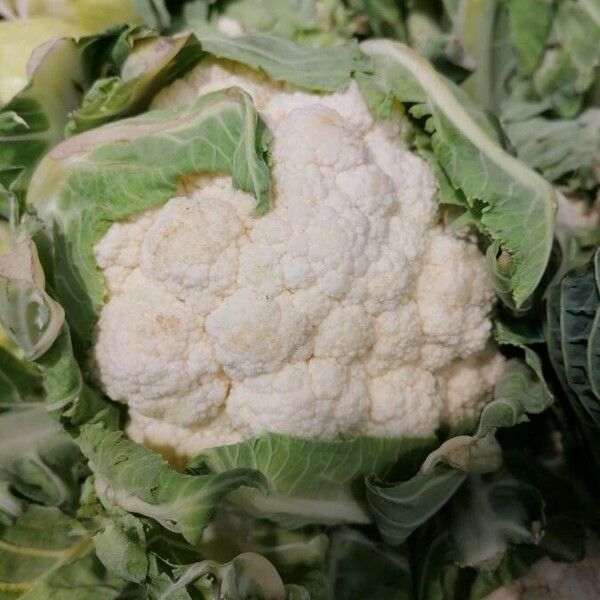 Brassica oleracea 葉