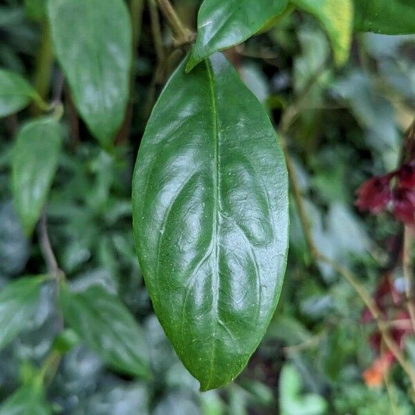 Drymonia pendula Leaf
