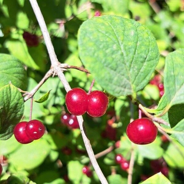 Lonicera xylosteum Fruit