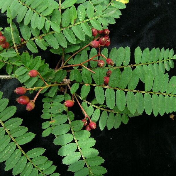 Sorbus microphylla