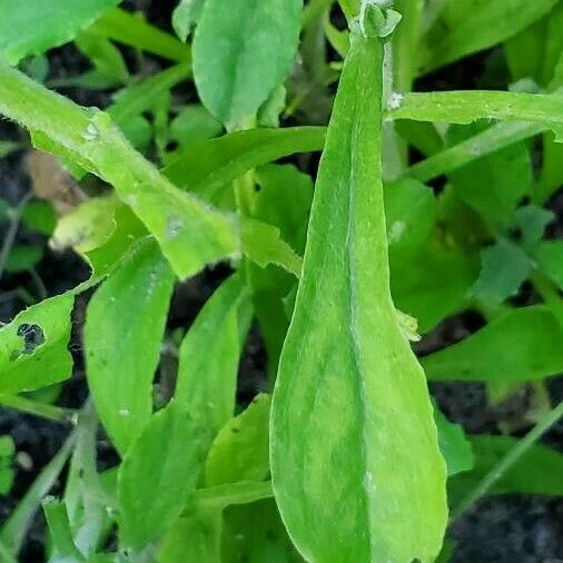 Gamochaeta purpurea Leaf