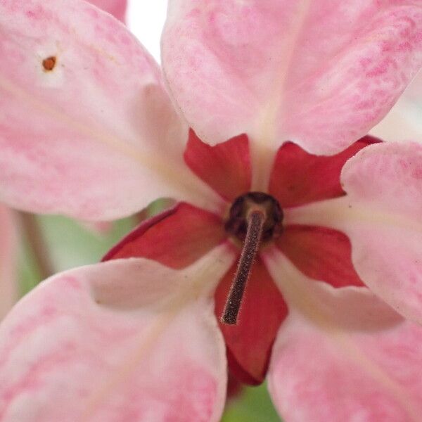 Cassia javanica Flor